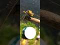A million years old perfect predator! #insects #animals #nature #summer #air #insects #fly #dragon