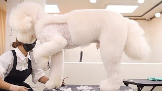 초대형XXXL사이즈 푸들 파리 [파리봉]poodle grooming fluffy poodle  대형견  미용 푸들미용 스탠푸 스탠다드 푸들(eng sub)