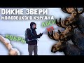 Встретил лосей на Молодецком кургане| Следы бобров| Наблюдение за дикими животными