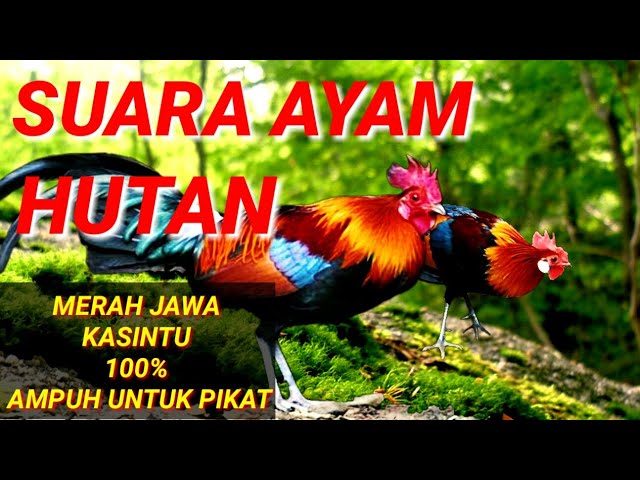 SUARA AYAM HUTAN MERAH JAWA / KASINTU class=