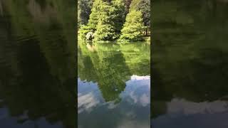 Download Lagu Duck runs across a lake at top speed | CONTENTbible MP3