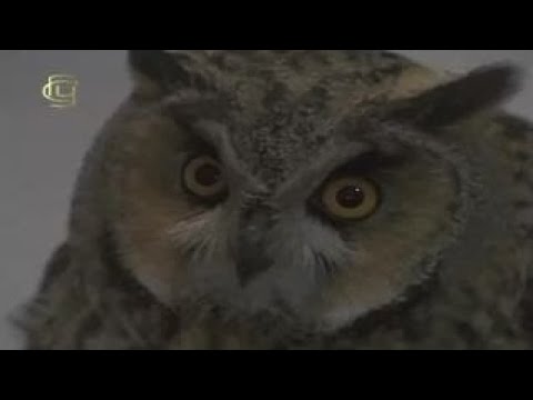 Суточная активность живых организмов