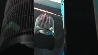 Download Lagu Kecici Lurik Gacor MP3