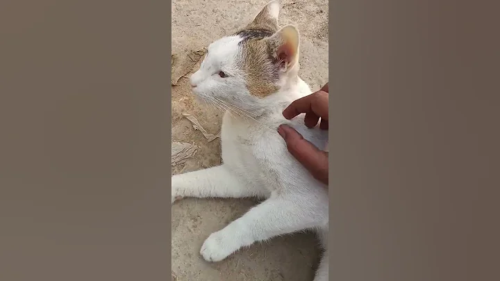 Watch the video about Cute cat #relaxing cat #kitten #viralvideo #video #viralvideos #videoshorts #trendingshorts#dog#dogs