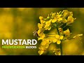 Mustard Multiplication Blocks Explained | Field Visit with Umar Azam (R&D) | Ignition Seeds