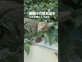 爆睡中の野良猫をたたき起こしてみた!