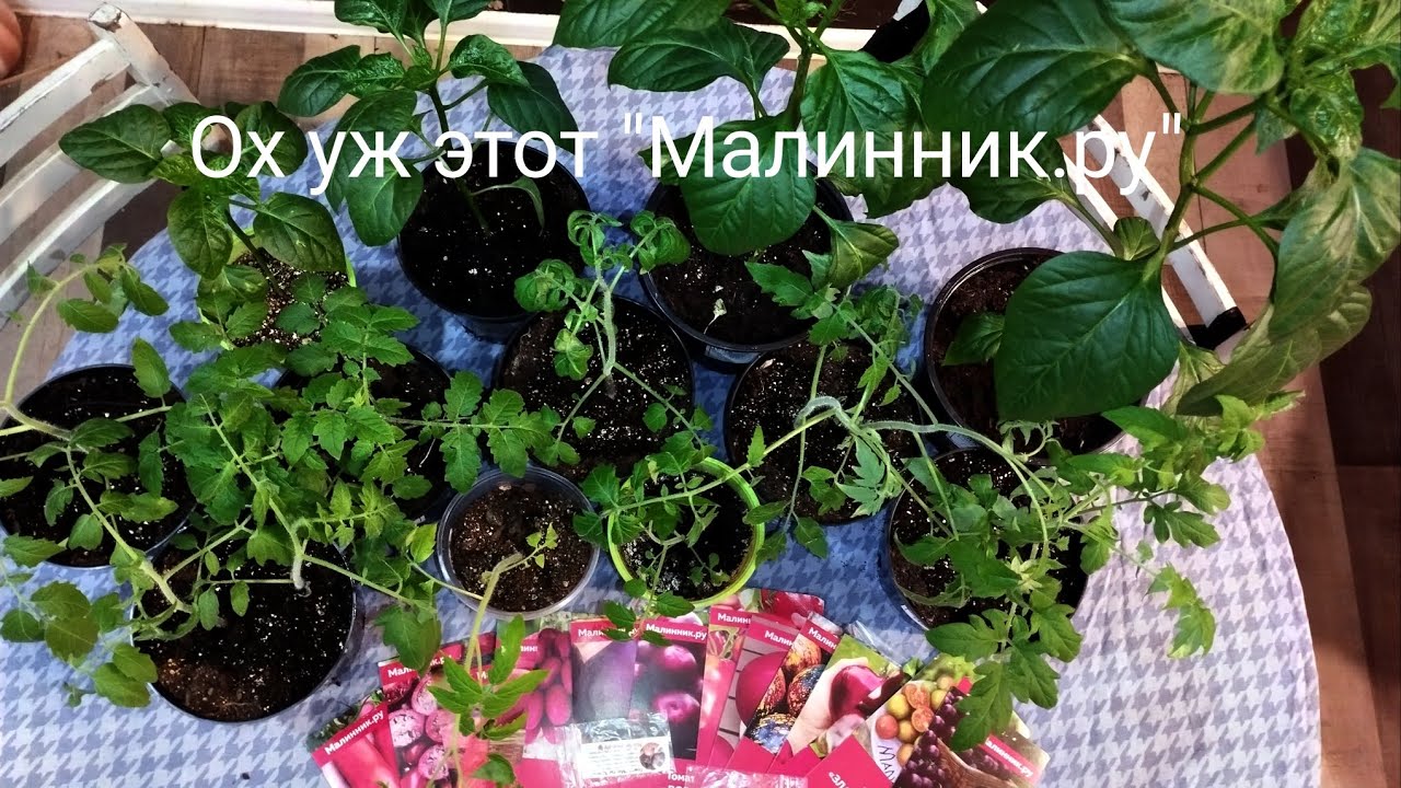 Рассада от "Малинник.ру".И смех и грех🤣🤣🤣