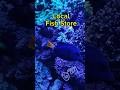 Today at the Salt water fish store #aquarium #reeflife