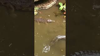 MOTHER AND BABY CROCODILE GOT OUT FROM THE RIVER😰😰😰😰😰