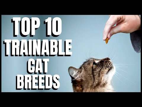 Videó: 5 macskafajták, akik jól vesznek részt a képzésben