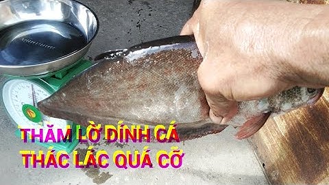 Thăm lờ dính cá thác lác bự kĩ lục, cá bống tượng bự khủng khiếp...