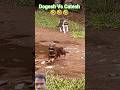 Dogesh VS Catesh 🤣🤣 #comedy #funny