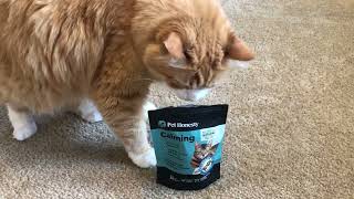 Pet Honesty Calming Chews for Cats   Cat Anxiety Relief + Helps Reduce Stress Review