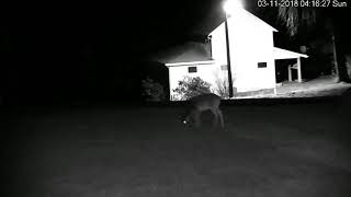 dahua sd59225u-hni IVS auto tracking deer animals at night ir
