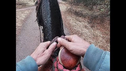 Your Hands On The Reins - Solving Barn Sour and Charging Through The Bit, Mike Hughes, Auburn Ca.