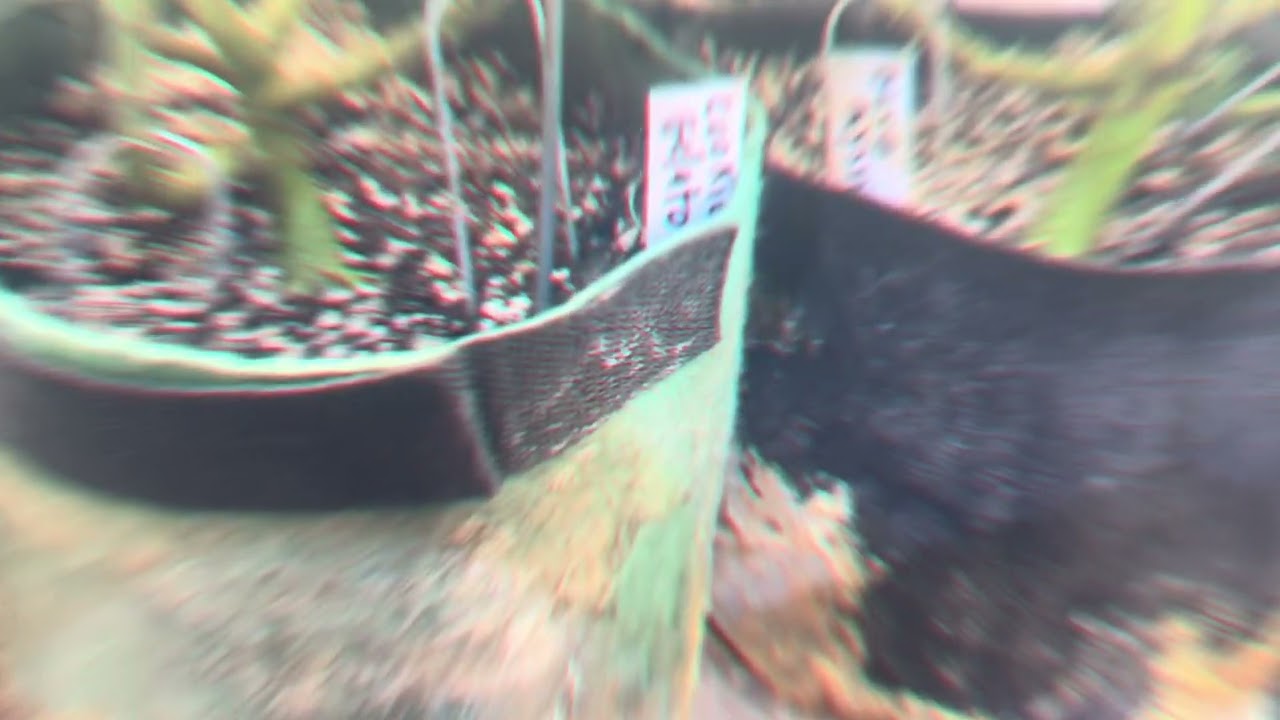 Garden updates- 4/30/2025 ORGANIC CANNABIS GROW INDOORS and OUTDOORS. 