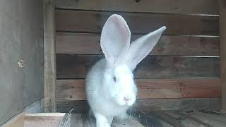 Кролики Фландр | Купил кроликов | Обзор | Крольчата растут