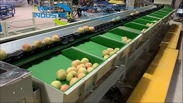 peach grading machine， electric weight grader for peach