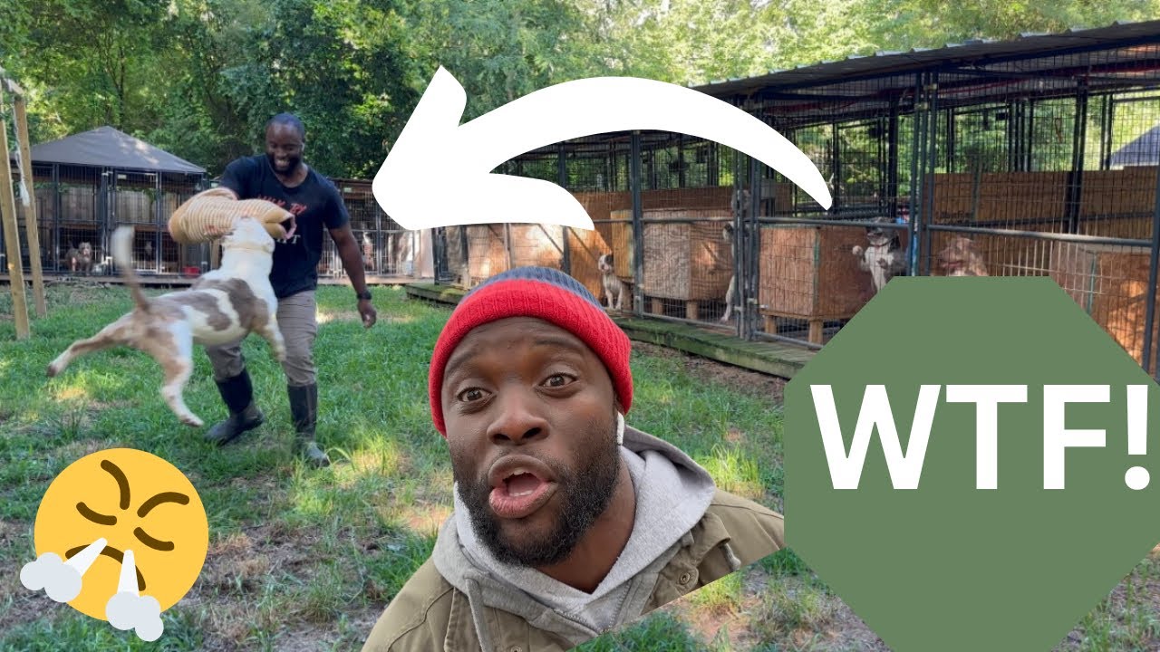 😳 Посмотрите на эту чертову собаку!! Американский булли!