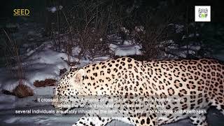 SEED Pro Natura - Leopard Discovery | პრო ნატურა - ლეოპარდის აღმოჩენა
