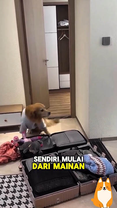 Mau staycation Anjing ini sangat sibuk !!