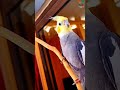 How cute is this  cute transformation normalgrey cockatiel parrot