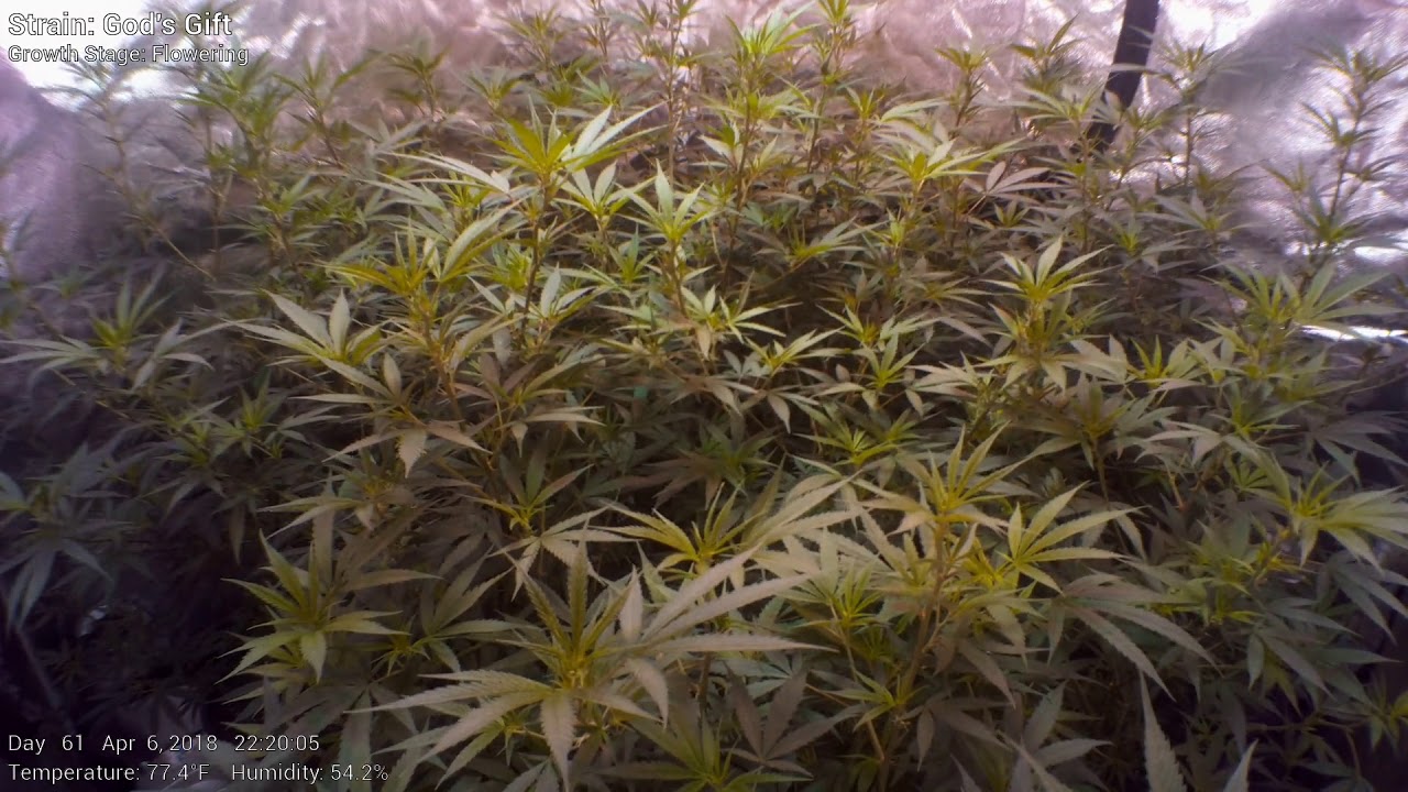 God's Gift - Week 9 - Cannabis Tent Time Lapse