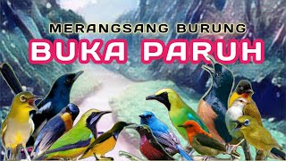 TERAPI SEMUA JENIS BURUNG,TERAPI PAGI DAN MALAM HARI UNTUK SEMUA JENIS BURUNG, TERAPI AIR AMPUH