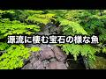 水源にほど近い源流に生息している宝石の様な魚