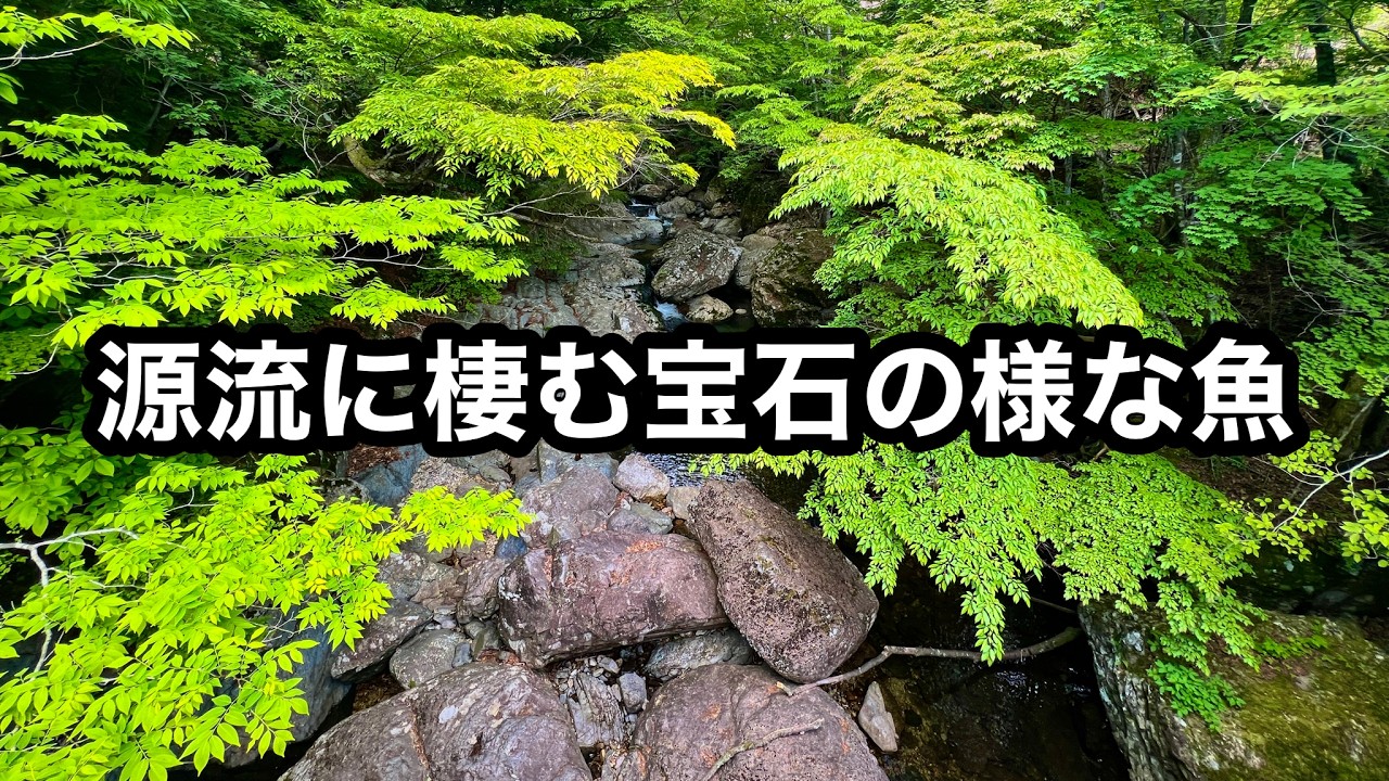 水源にほど近い源流に生息している宝石の様な魚