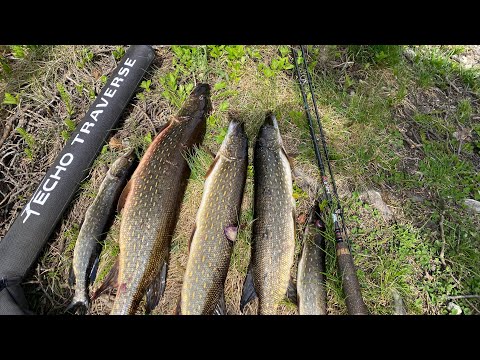 Biggest Pike of 2021 so far ( Pike Fishing South Central Alaska) 