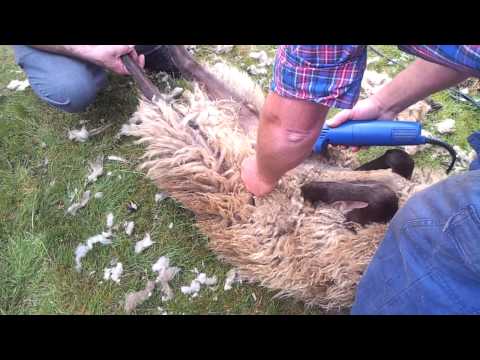 Vídeo: Experiências De Aprendizado: Tosquia De Ovelhas No Interior Da Austrália - Matador Network