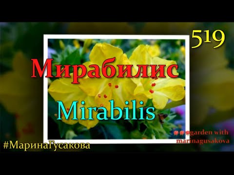 Мирабилис mirabilis – Ночная Красавица  Как я сохраняю ее до весны