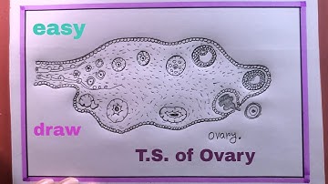 how to draw diagrammatic sectional view of ovary class 12 /draw t.s. of ovary