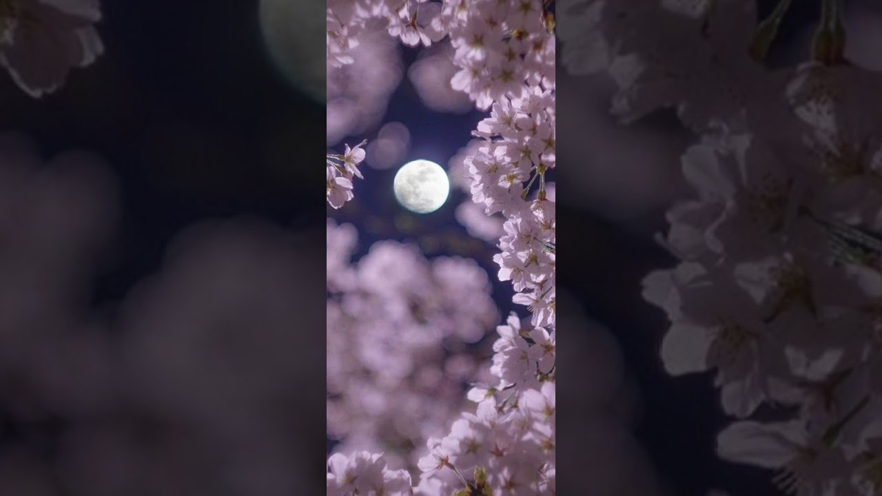 Ava Max - Torn (Slowed ♡︎ Reverb)