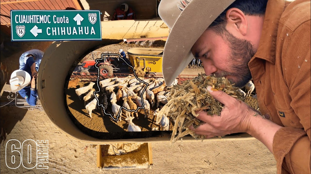 Una engorda de ganado menonita