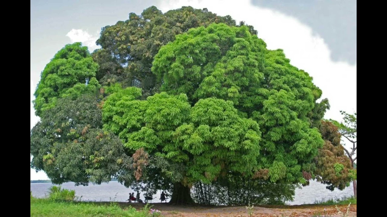 Dííg a̠w ɨɨs na oŋŋal - تنداك