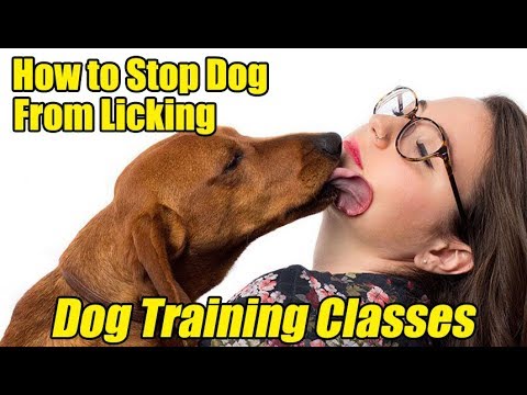 Dog Training Classes | How to Stop a Dog From Licking!