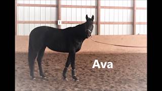 Ava Flatwork