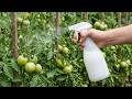 Spüle DIESE Flasche aus und gieße es im Garten. Das Ergebnis ist genial