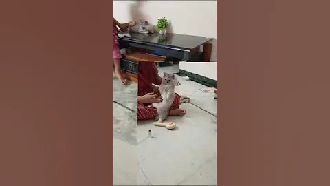 Video 8856911: kitten catlover funny cute, kitten reactions cute