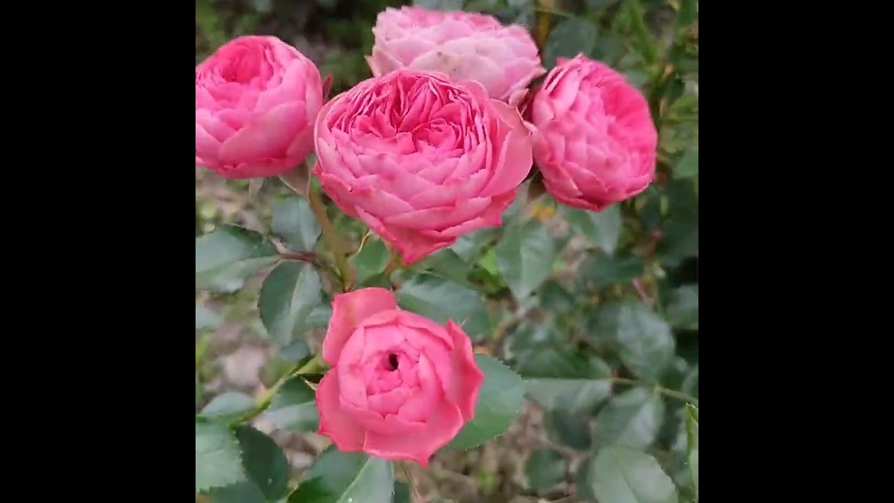 Перехід на друге цвітіння .