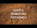 Cos'è il Pomodoro Siccagno e perché è buono?