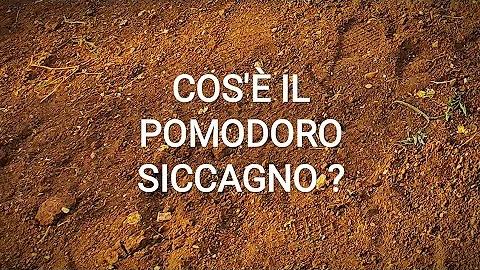 Quando piantare pomodoro siccagno?