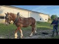 The training sessions of a young belgian draft horse