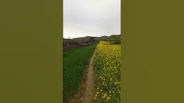 Path Among the mustard and wheat plant field