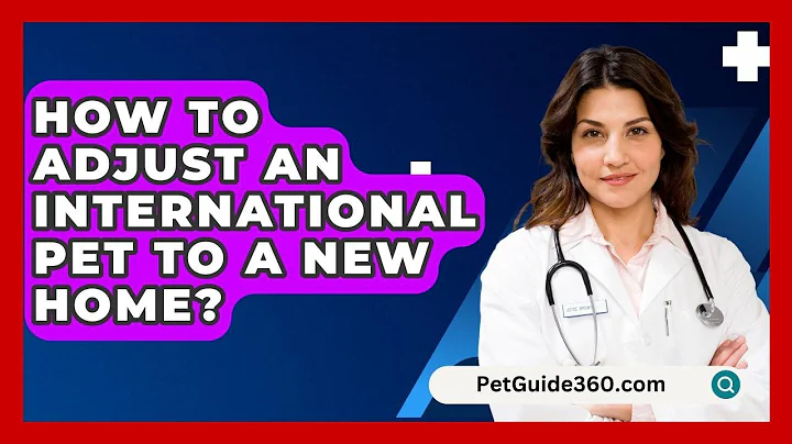 How To Adjust An International Pet To A New Home? - PetGuide360.com