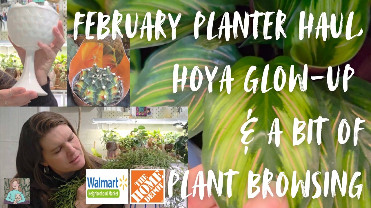 February Planter Haul - Hoya Glow-Up & Plant Browsing (The Home Depot and Walmart)