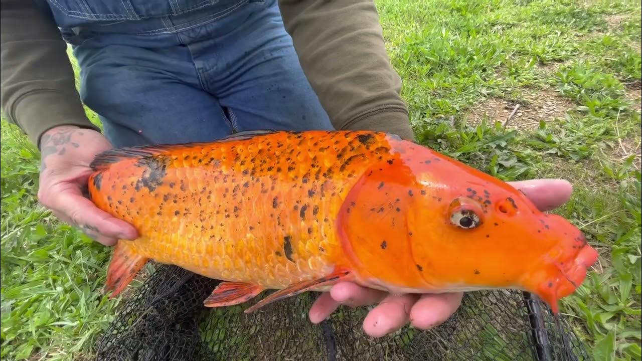 ZETTS PAYLAKE Mother’s Day Fishing Catfish And Carp TRIFECTA!!! YouTube