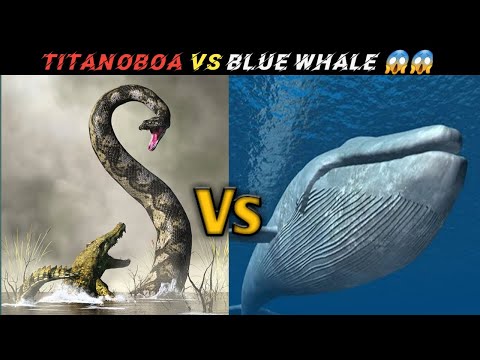 Video: Mal by byť lov veľrýb zakázaný?
